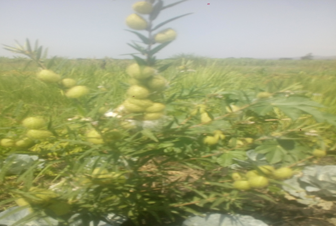 NUHA-herbal medicine